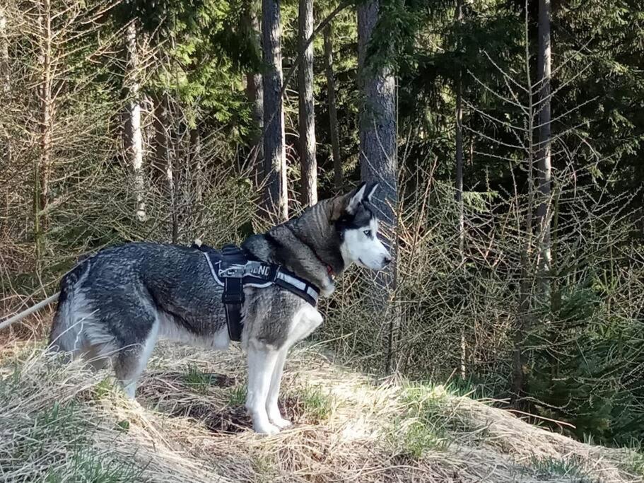 Wohnung Rheintal Im Alpenvorland Batschuns Dış mekan fotoğraf